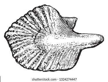 Bone scales, with enamelled surface, called ganoids, of the episostosis, vintage engraved illustration. From Zoology Elements from Paul Gervais.
