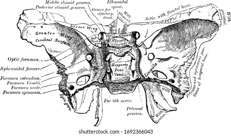 A bone situated at the base of the skull in front of the temporals and basilar part of the occipital, vintage line drawing or engraving illustration.