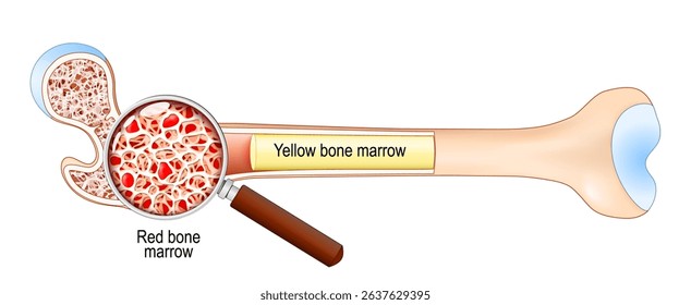 Bone structure and anatomy. Close-up of Yellow bone marrow. Under a magnifying glass, Red bone marrow. Mental health. Schematic illustration. medical diagram. Detailed Vector poster. 