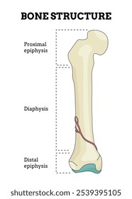 Bone structure. Biology educational poster design. Scheme of human bone anatomy. Flat vector illustration with detailed information isolated on white background