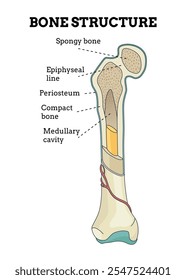 Bone structure. Biology educational poster design. Scheme of human bone anatomy. Flat vector illustration with detailed information isolated on white background