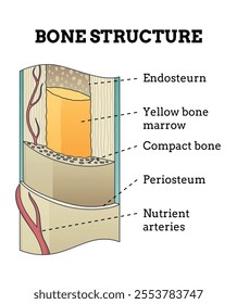 Bone structure. Biology educational poster design. Scheme of human bone anatomy. Flat vector illustration with detailed information isolated on white background