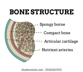 Bone structure. Biology educational poster design. Scheme of human bone anatomy. Flat vector illustration with detailed information isolated on white background