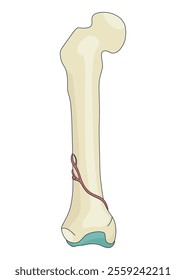 Bone structure. Biology educational poster design. Scheme of human bone anatomy. Flat vector illustration isolated on white background