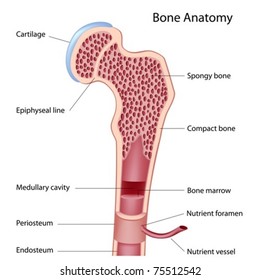 Bone structure details