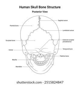 Bone Structure of Human Skull Posterior View in Line Style