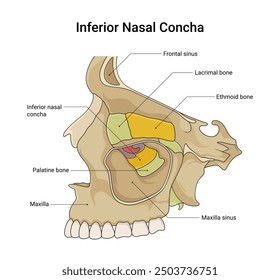 Bone Structure of Inferior Nasal Concha