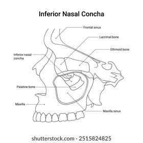 Estrutura óssea da concha nasal inferior em estilo de linha