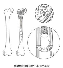 Bone structure medical educational science vector illustration. Bone anatomy