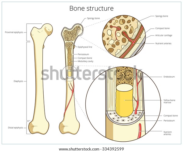 Bone structure medical educational science vector\
illustration. Bone\
anatomy