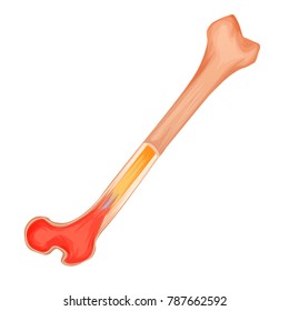 Bone structure medicine vector illustration. Isolated and transparated