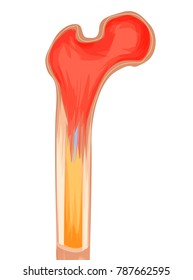 Bone structure medicine vector illustration. Isolated and transparated