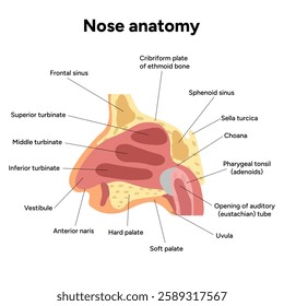 Bone structure of the nose with internal nose anatomy. Medical diagram infographic Otolaryngology