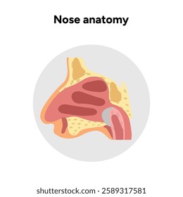 Bone structure of the nose with internal nose anatomy. Medical diagram infographic Otolaryngology
