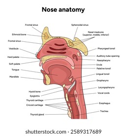 Bone structure of the nose with internal nose anatomy. Medical diagram infographic Otolaryngology
