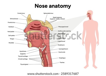 Bone structure of the nose with internal nose anatomy. Medical diagram infographic Otolaryngology