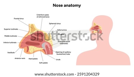 Bone structure of the nose with internal nose anatomy. Medical diagram infographic Otolaryngology