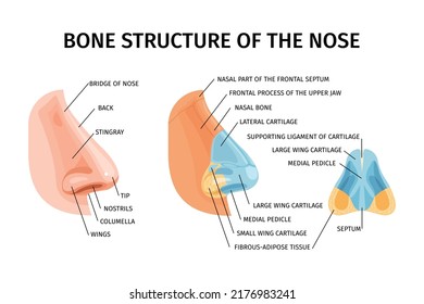 Bone structure of nose realistic infographics illustrated bridge of nose stingray wings septum nasal bones and cartilages vector illustration