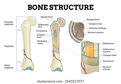 Bone structure set. Biology educational poster design. Scheme of human bone anatomy. Flat vector illustration with detailed information isolated on white background