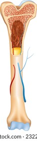Estructura ósea, sistema esquelético (lección de biología)