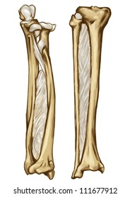 bone syndesmose Ã¢Â?Â? forearm bone Ã¢Â?Â? gamba bone- interosseous membrane