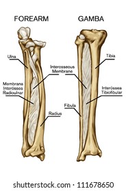 bone syndesmose Ã¢Â?Â? forearm bone Ã¢Â?Â? gamba bone- interosseous membrane