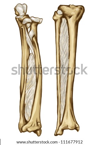 bone syndesmose Ã¢Â?Â? forearm bone Ã¢Â?Â? gamba bone- interosseous membrane