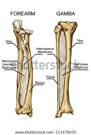 bone syndesmose Ã¢Â?Â? forearm bone Ã¢Â?Â? gamba bone- interosseous membrane