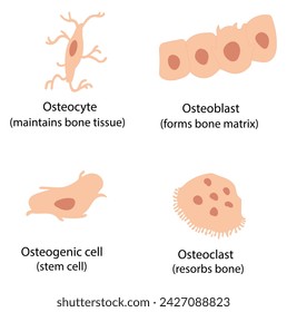 El tejido óseo contiene cuatro tipos diferentes de células: osteogénicas, osteoblastos, osteocitos y osteoclastos