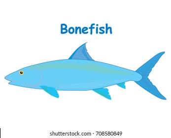 Bonefish vector cartoon illustration, t shirt design for kids with aquatic animal theme isolated on white background wallpaper