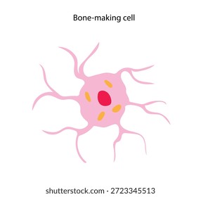 A bone-forming cell has long cytoplasmic extensions that enable it to connect with neighboring cells.