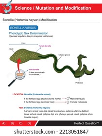 Bonellia sample belonging to the mutation and modification department, which is the subject of science and biology course (turkish: Hortumlu hayvan, Çevresel koşulların bireyin cinsiyetini belirleme)