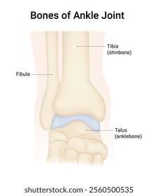 Bones of the Ankle Joint