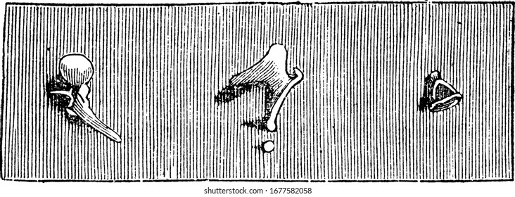 The bones of the area are connected with each other in the drum and transmit vibrations of the membrane of the tympanum to the internal ear, vintage line drawing or engraving illustration.