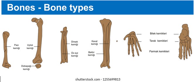 Bones - Bone types - Biology Course helper shapes, human body, cell, joints and bones