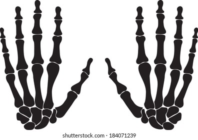 Bones of both hands illustrated on white background