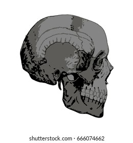 The bones of the cranium, the bones of the head, skull.