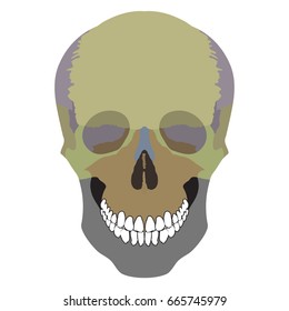The bones of the cranium, the bones of the head, skull. The individual bones and their salient features in different colors. 