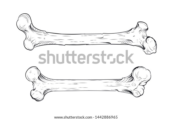 Bones Drawing Vector Graphics Illustration Eps Stock Vector (Royalty ...