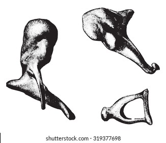 Bones of ear- hammer, anvil, stirrup, vintage engraved illustration.