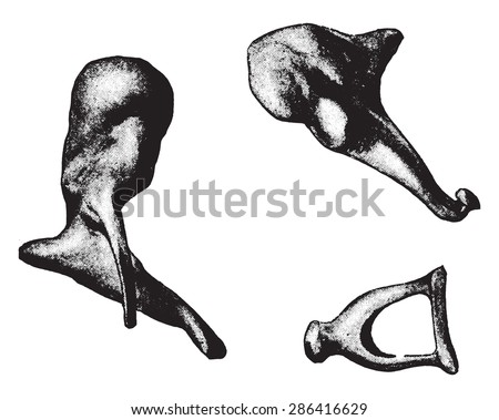 Bones Ear Hammer Anvil Stirrup Vintage Stock Vector ...