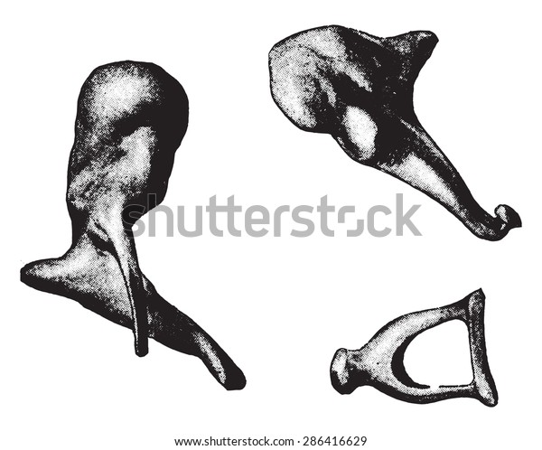 hammer anvil and stirrup bones