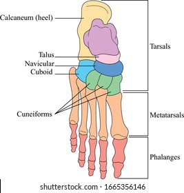 Bones of the foot. Anatomy of leg and foot human muscular and bones system.