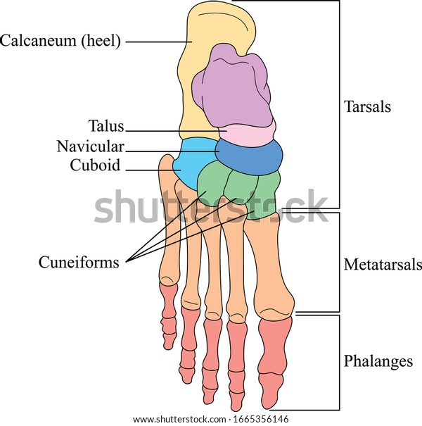 Bones of the foot. Anatomy of leg and foot human\
muscular and bones\
system.