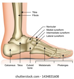 Bones of the foot and ankle joint medical vector illustration isolated on white background eps 10 infographic