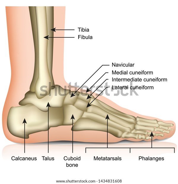 Foot ankle Images - Search Images on Everypixel