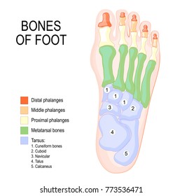 Bones of foot. Human Anatomy. The diagram shows the placement and names of all bones of foot.
