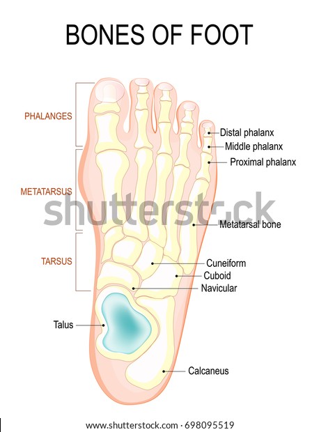 Bones of foot. Human Anatomy. The\
diagram shows the placement and names of all bones of\
foot.
