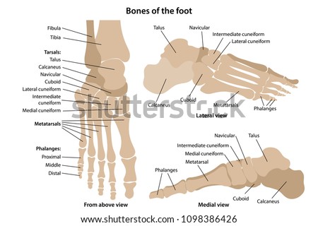 Bones Foot Main Parts Labeled Above เวกเตอร์สต็อก (ปลอดค่าลิขสิทธิ์