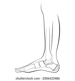 Bones of the foot and shin of the human leg. Orthopedic diagnostics. Line art graphic style on white isolated background